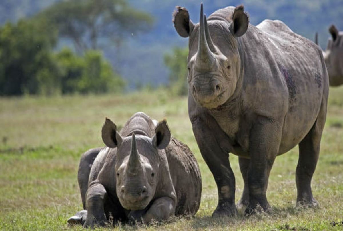You Never Heard Before these Amazing Facts About Rhinoceros