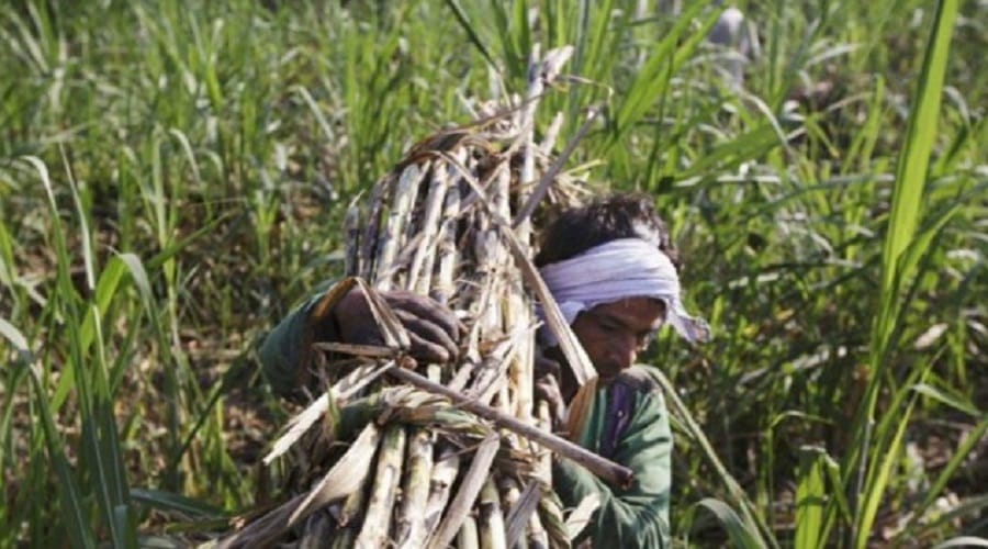 disclosure of fraud in the sugarcane supply, and rigging to increase the slip