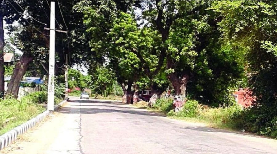 Irrigation Department officials have cheated the auction of trees