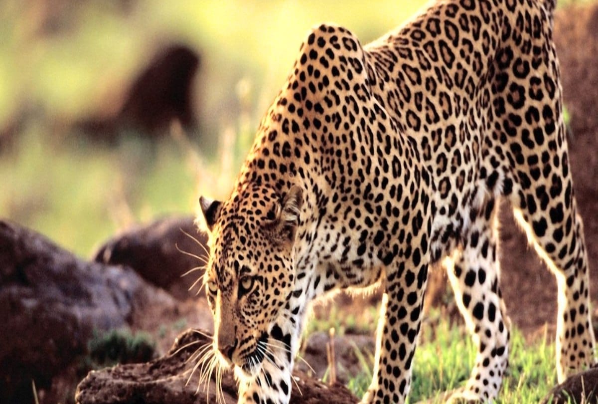 mother drag her son from leopard mouth