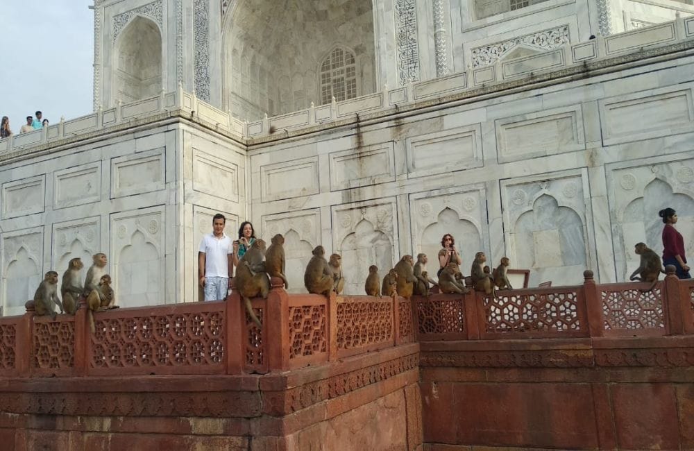 Monkeys again attacked tourists in Taj Mahal