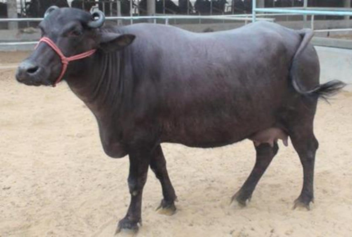 Murrah buffaloes and Sahiwal cow farms in Himachal