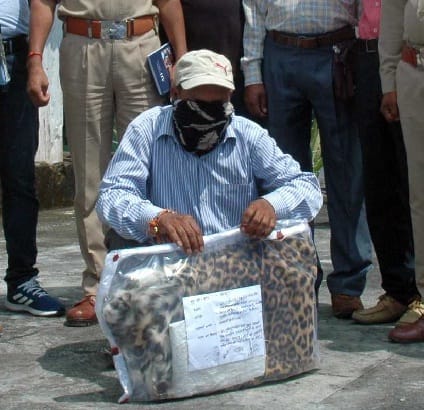One arrested with leopard skins in Pithoragarh