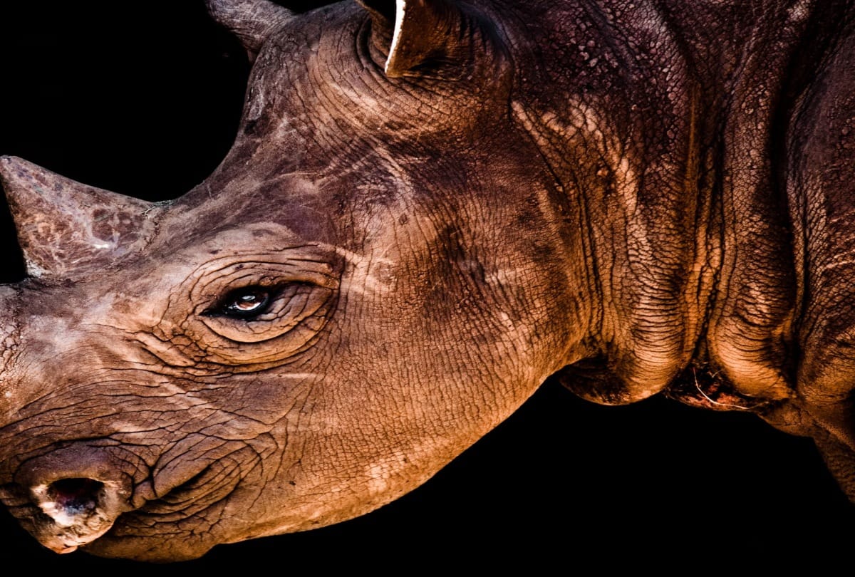 You Never Heard Before these Amazing Facts About Rhinoceros