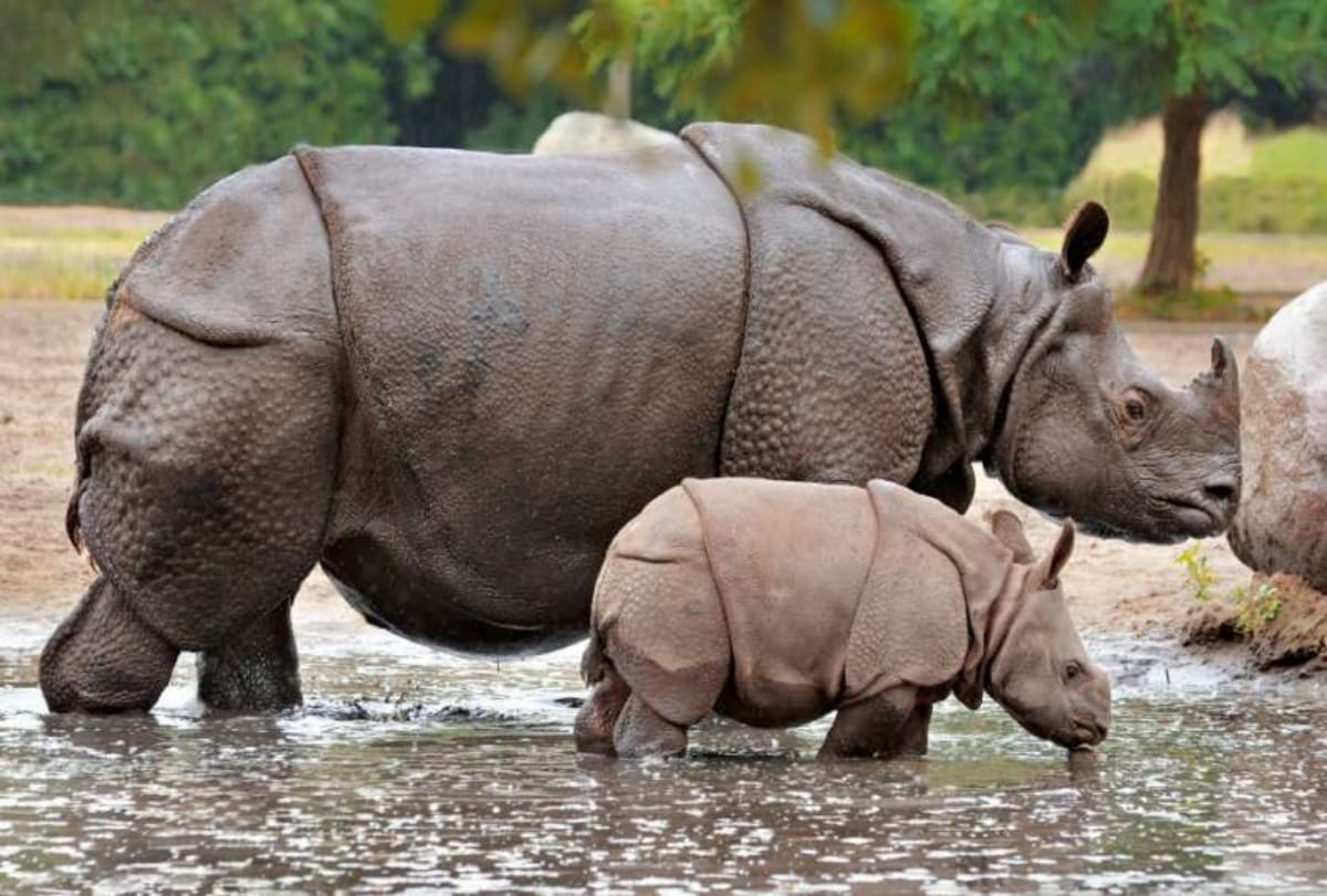 You Never Heard Before these Amazing Facts About Rhinoceros
