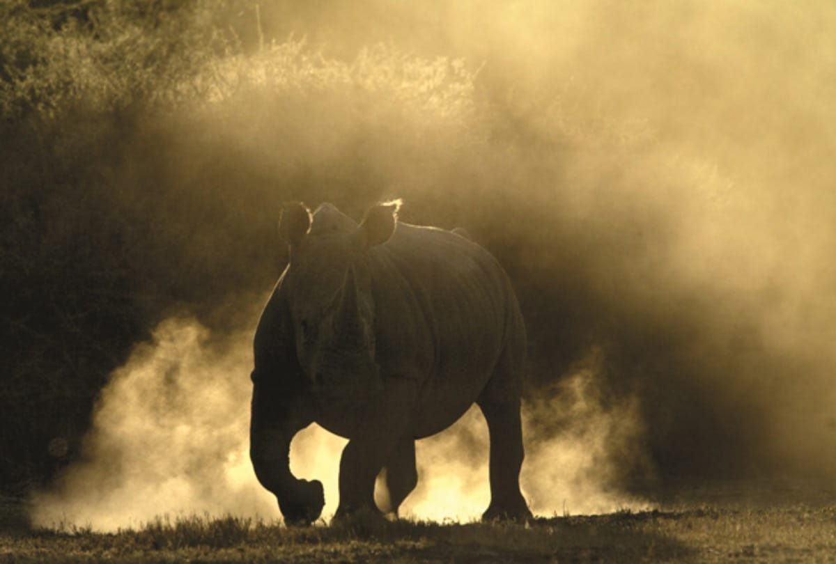 You Never Heard Before these Amazing Facts About Rhinoceros