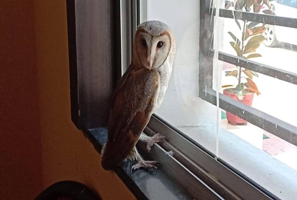 Monkey faced Owl Found in Rudrapur School   
