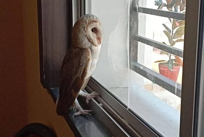 Monkey faced Owl Found in Rudrapur School   