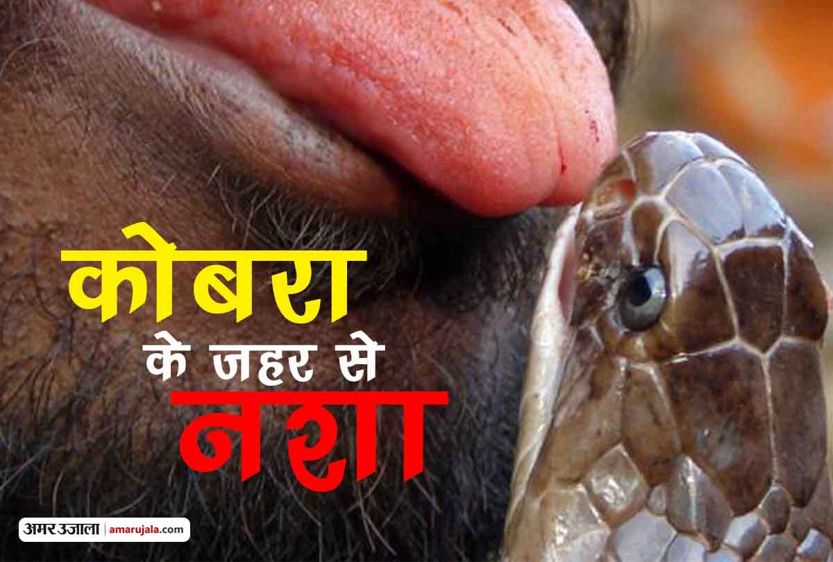Snake venom used for intoxication, PGI Chandigarh researching on two youths who takes snake bite