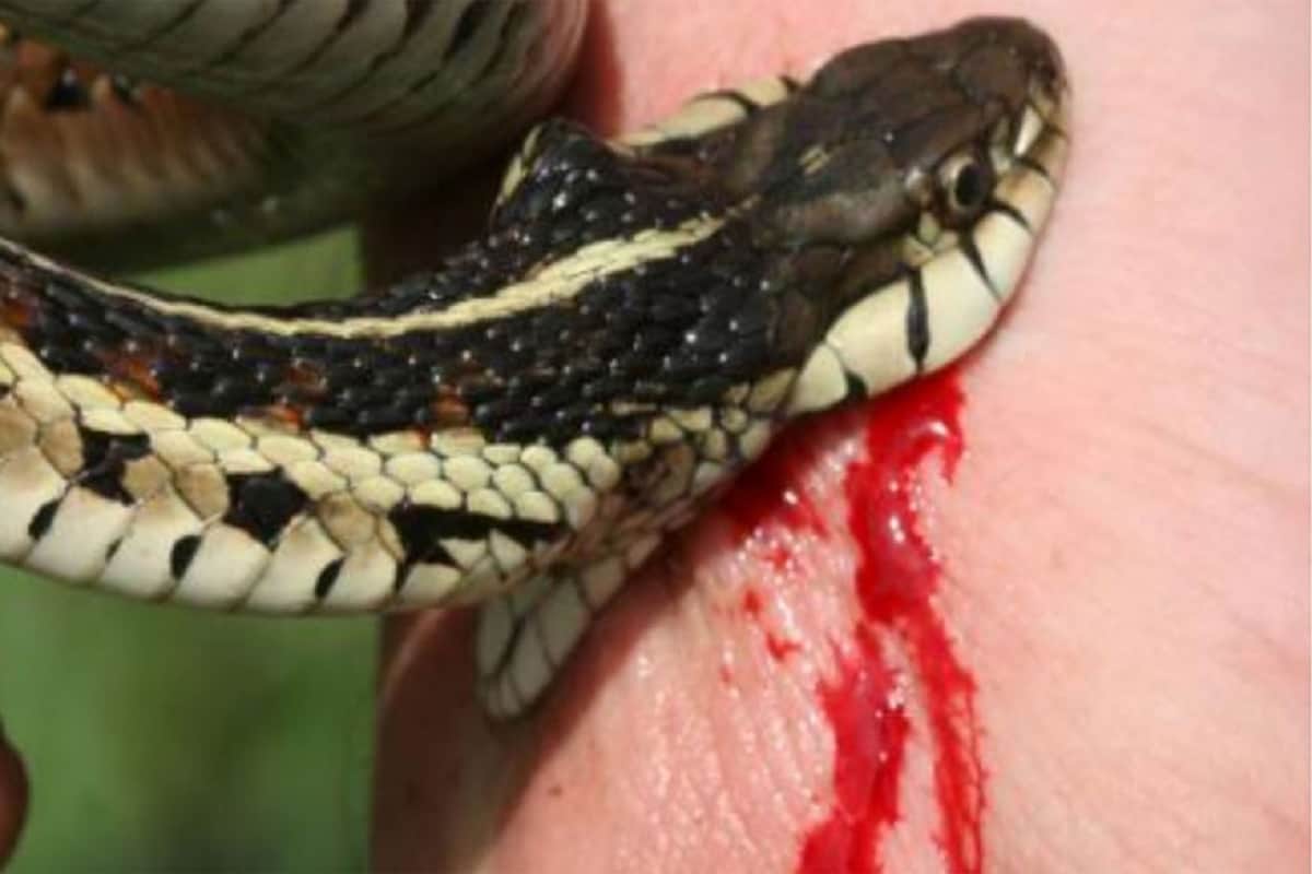 snake bites man and man eats snake in gujarat