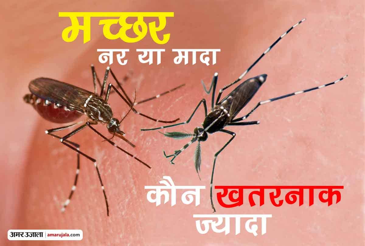 female mosquito lays 500 eggs at one time and spread diseases like dengue malaria chikungunya