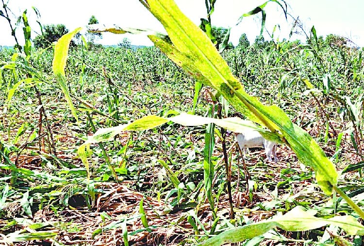 बारिश ने बुरी तरह तबाह की आलू की फसल
