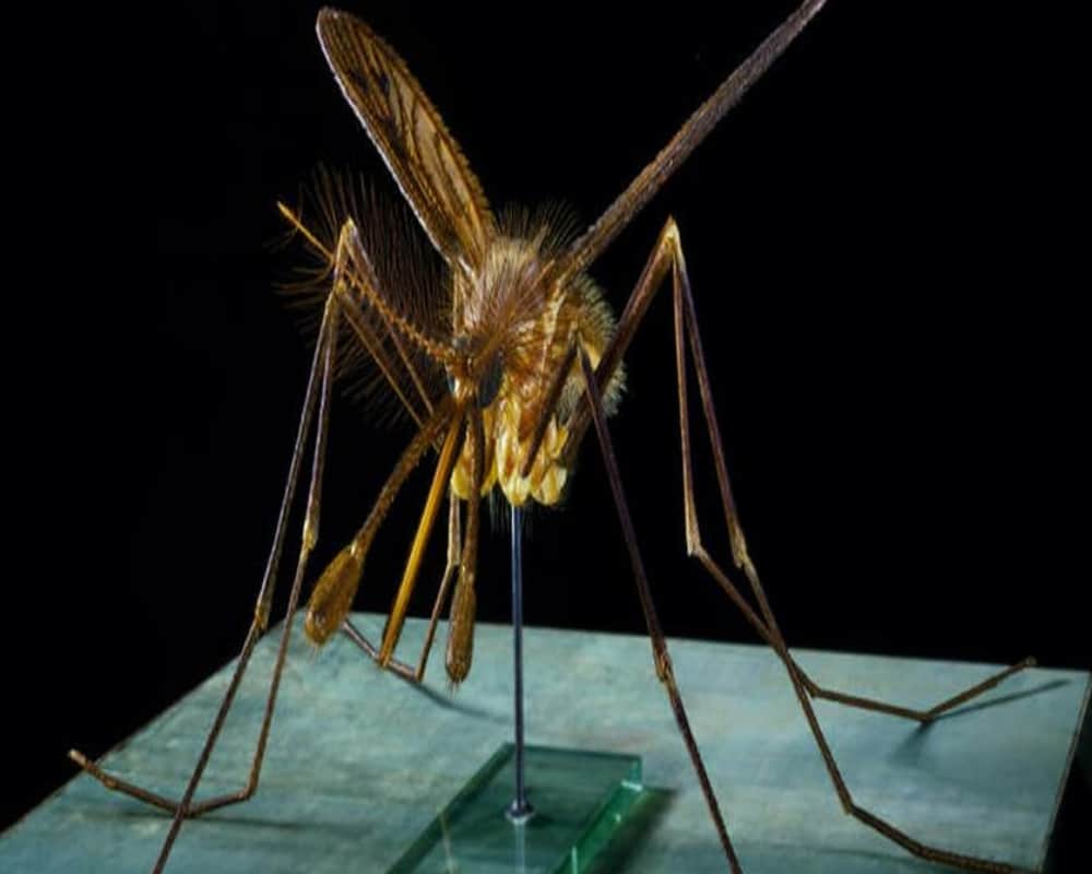 these precautions will help to avoid dengue and malaria
