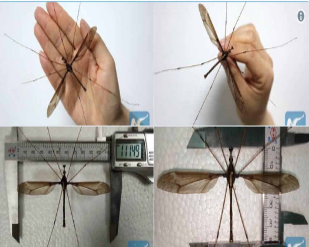 Scientist discovered the worlds biggest giant mosquito in China