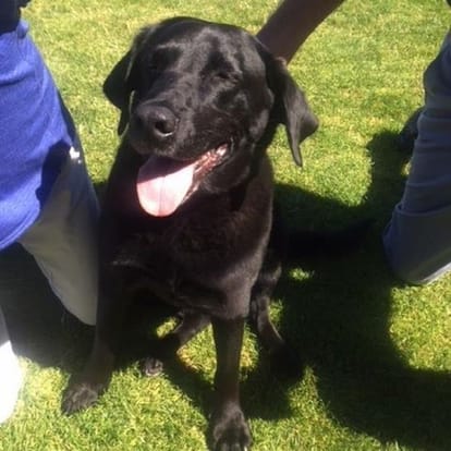 Bitch saves her owner's 50 year prison ship