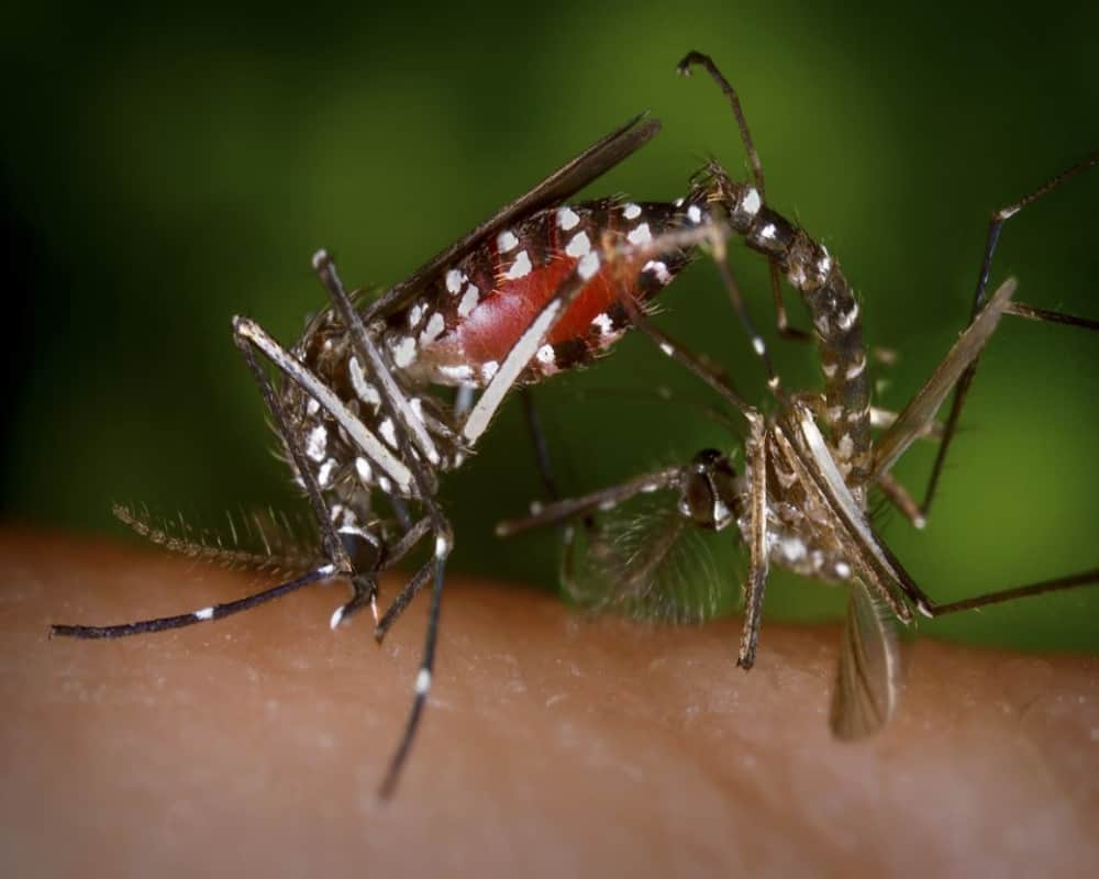 female mosquito lays 500 eggs at one time and spread diseases like dengue malaria chikungunya