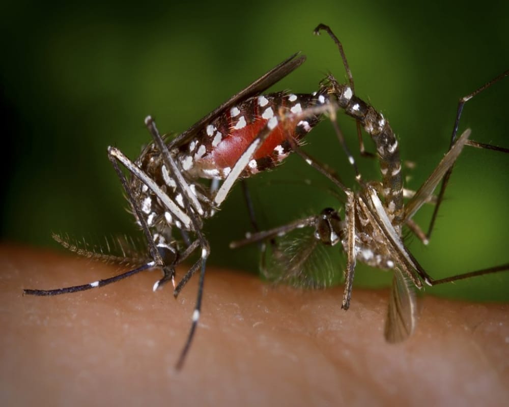 know about does alcohol attract mosquitoes