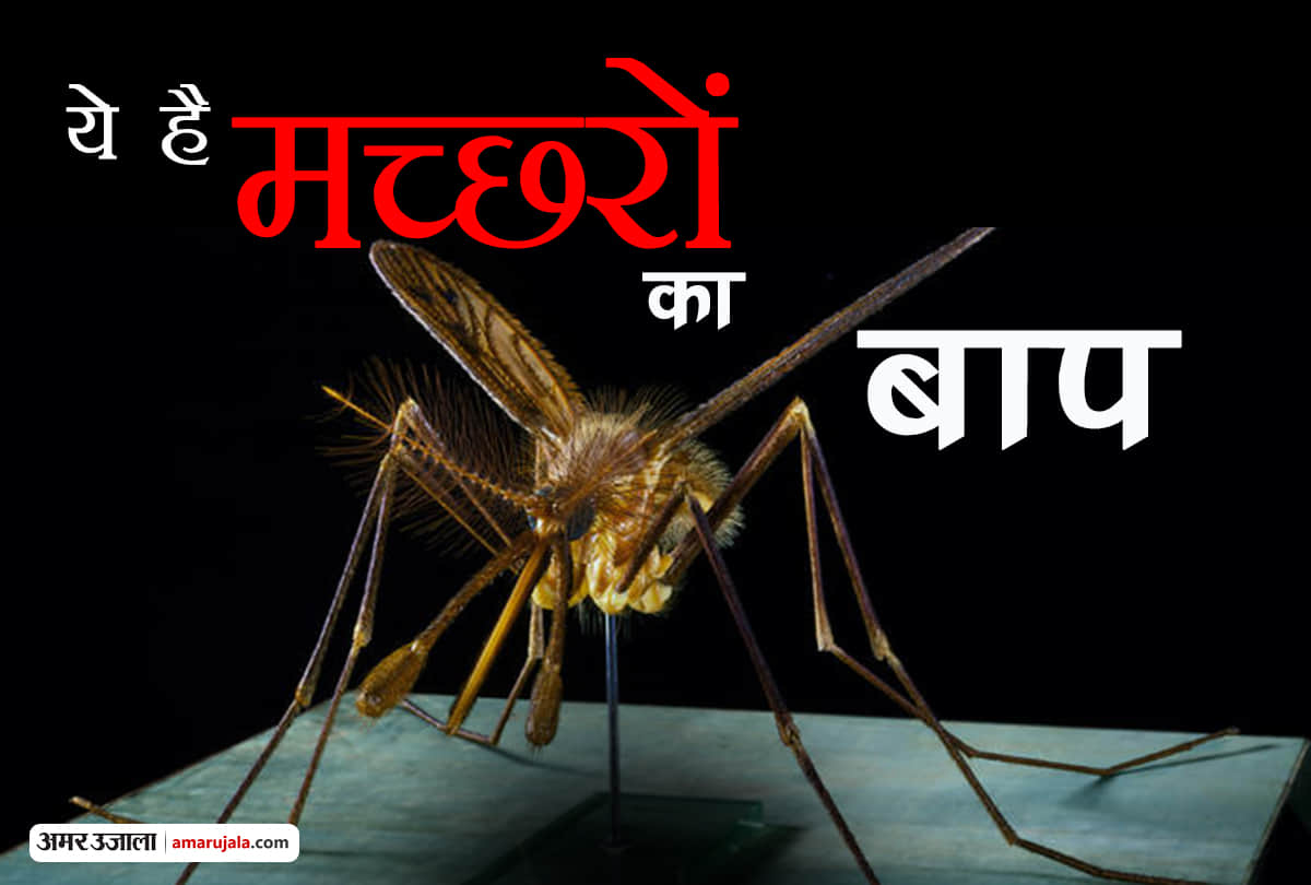 these precautions will help to avoid dengue and malaria