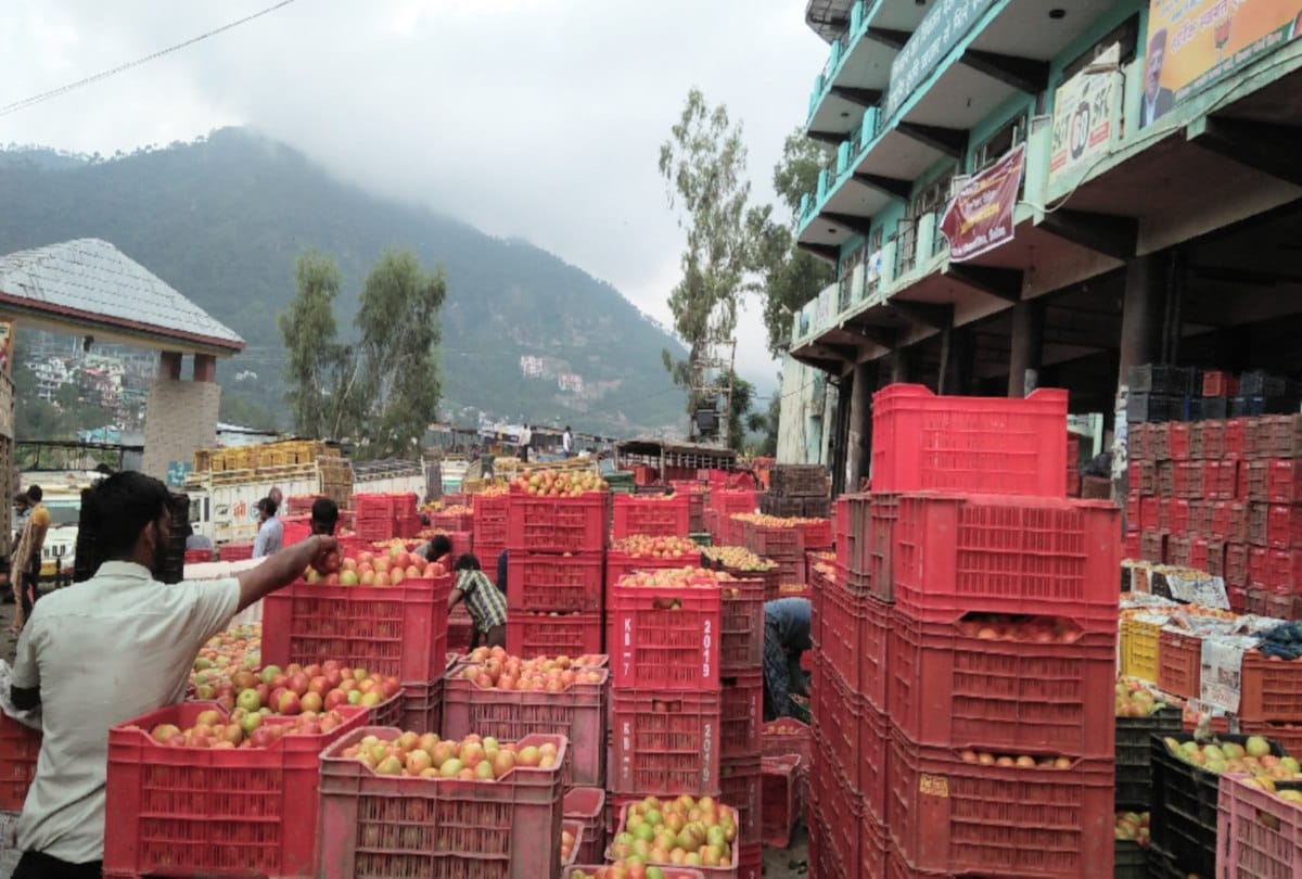 Solan has seen a loss of  Rs 53.69 crores in tomato production