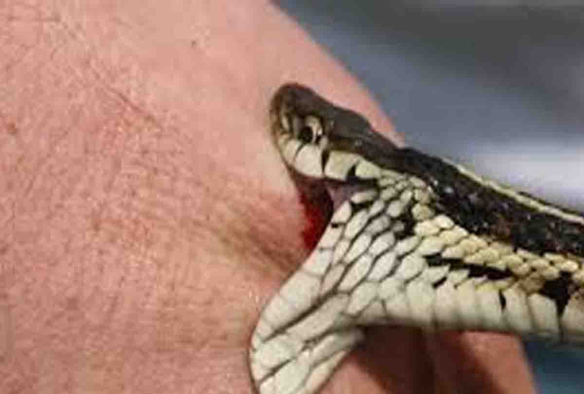 boy died due to poisonous snake bite