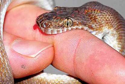 boy died due to poisonous snake bite