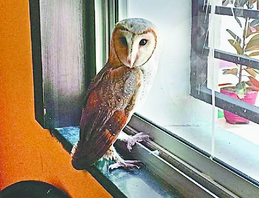 Monkey Faced Baron Owl found in Rudrapur