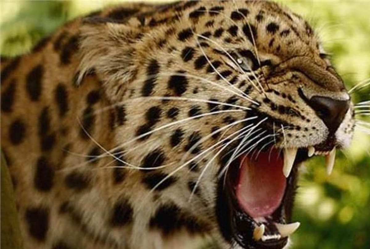 Leopard killed women and ate in almora