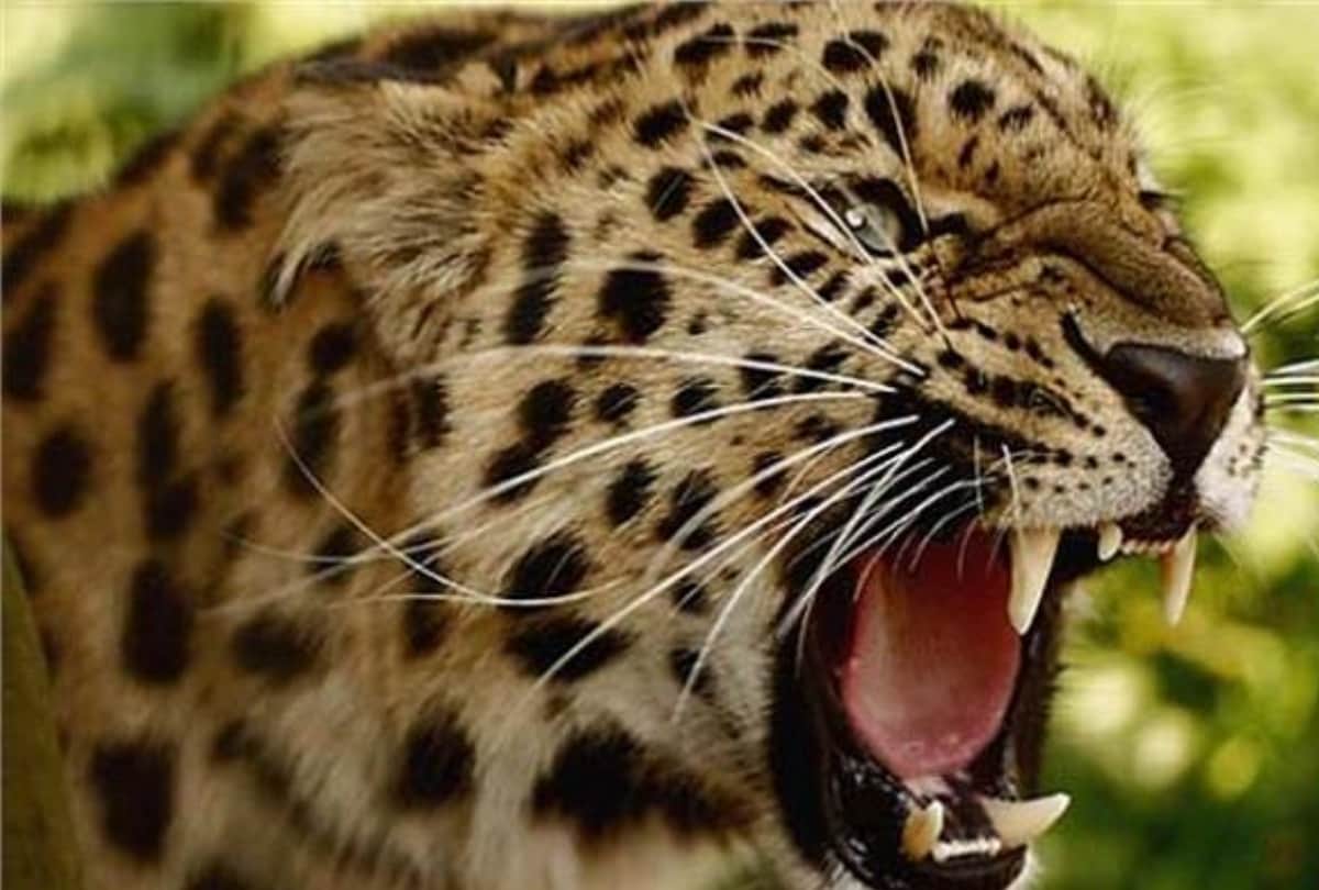 Women fight with Leopard during attack on her friend and safe her life