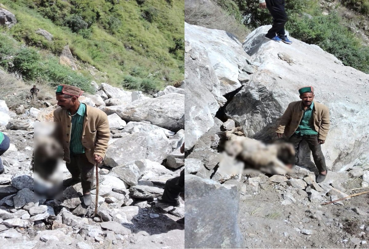 Sheeps and goats killed due to massive landslide in rampur bushahr shimla