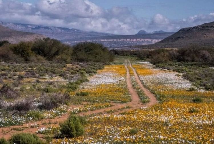 बंजर रेगिस्तान में खिले इतने सारे दुर्लभ फूल, कुदरत का करिश्मा या वजह कुछ  और? - South Africa Dessert Namaqualand Flower Show In Dessert - Amar Ujala  Hindi News Live
