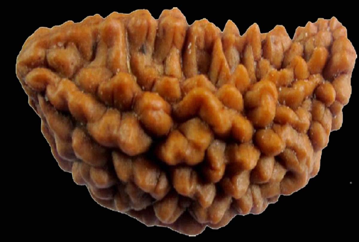 know about interesting facts related to rudraksha