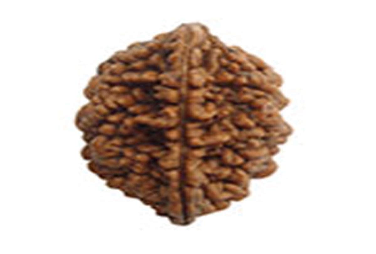 know about interesting facts related to rudraksha
