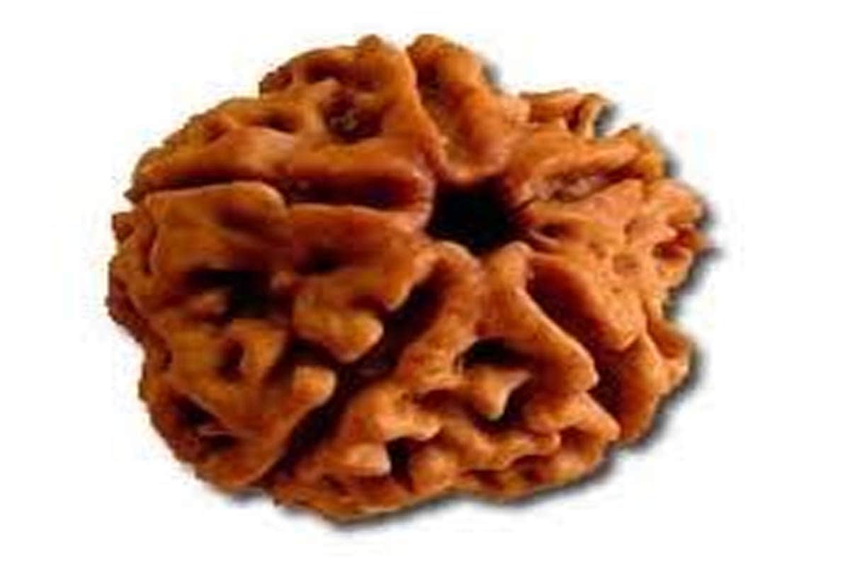 know about interesting facts related to rudraksha