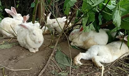 ban lifted from Angora rearing in himachal