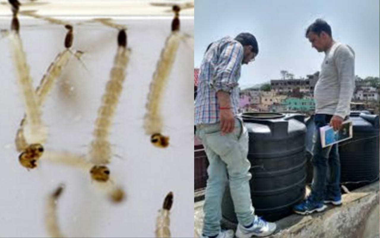 Dengue Chikungunya are not to be afraid These caution will help you to fight fever