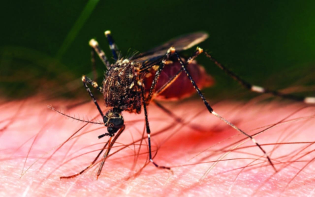 Dengue Chikungunya are not to be afraid These caution will help you to fight fever