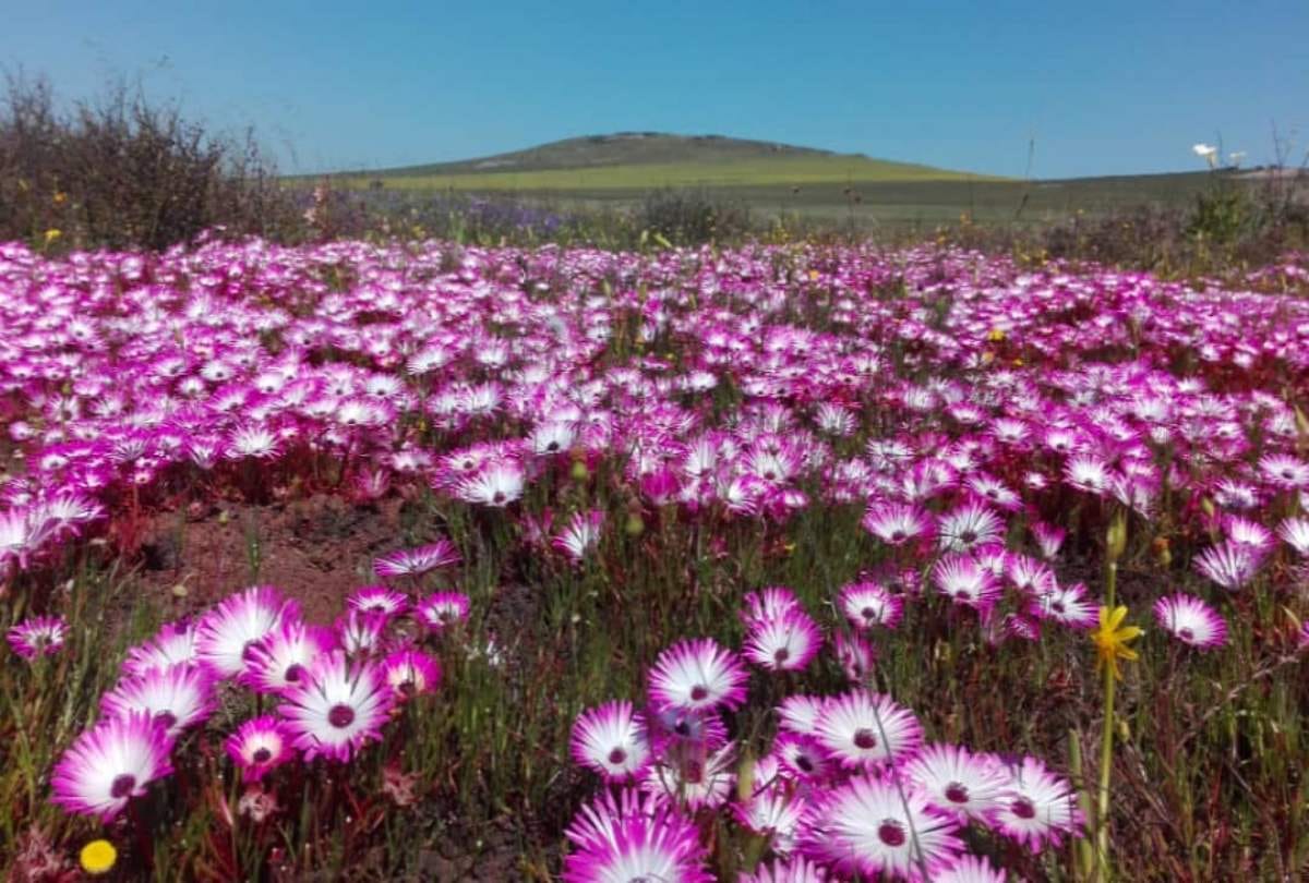 south africa dessert Namaqualand flower show in dessert