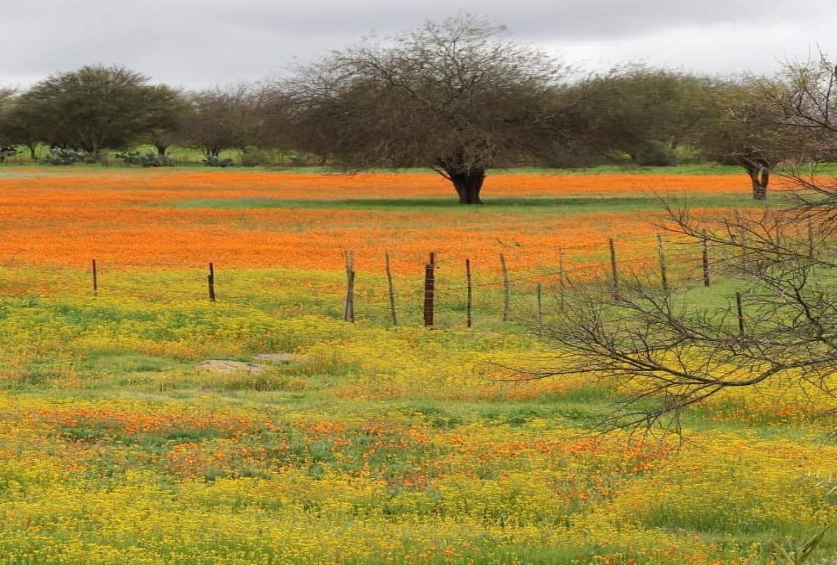 south africa dessert Namaqualand flower show in dessert