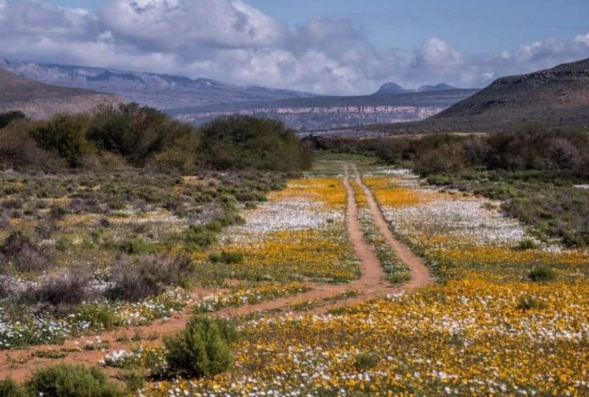 south africa dessert Namaqualand flower show in dessert