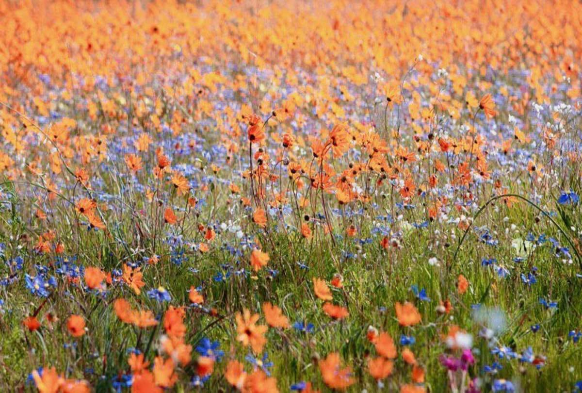 south africa dessert Namaqualand flower show in dessert