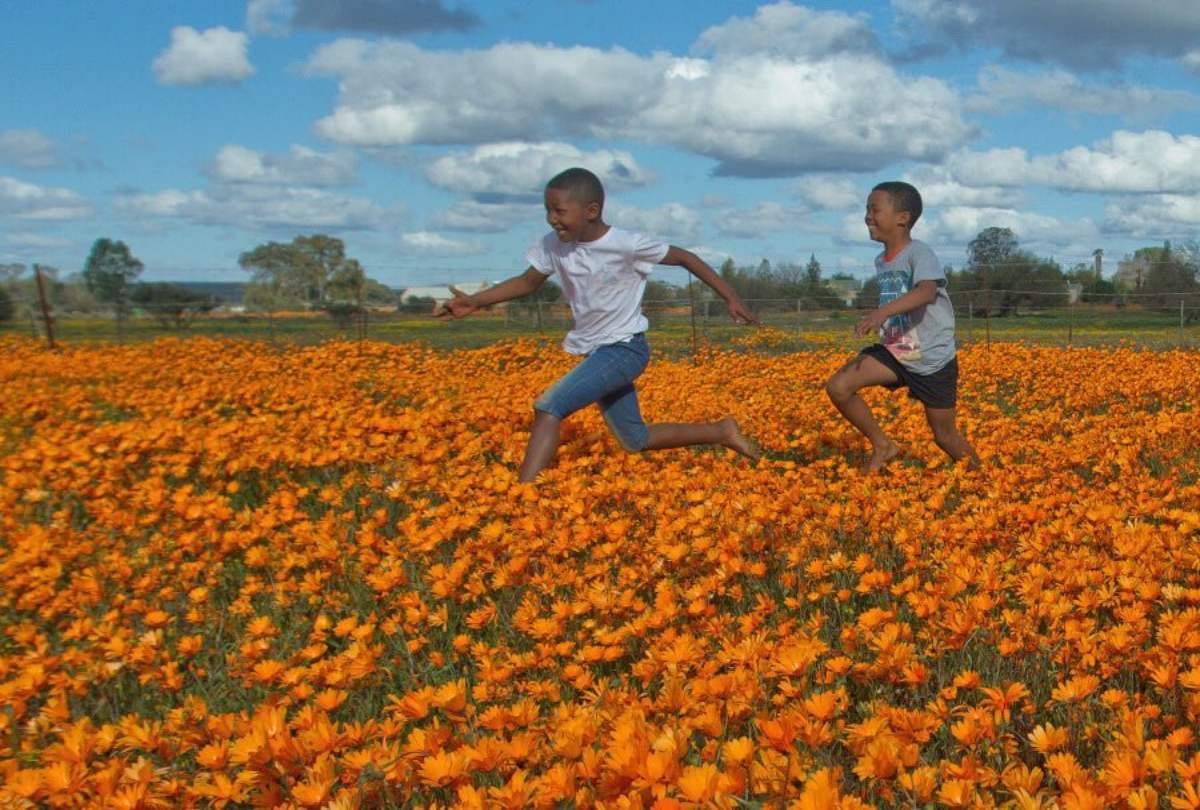 south africa dessert Namaqualand flower show in dessert