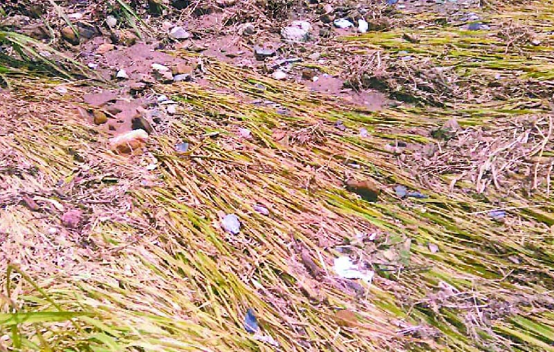 Loss of crops due to heavy rains in gutter