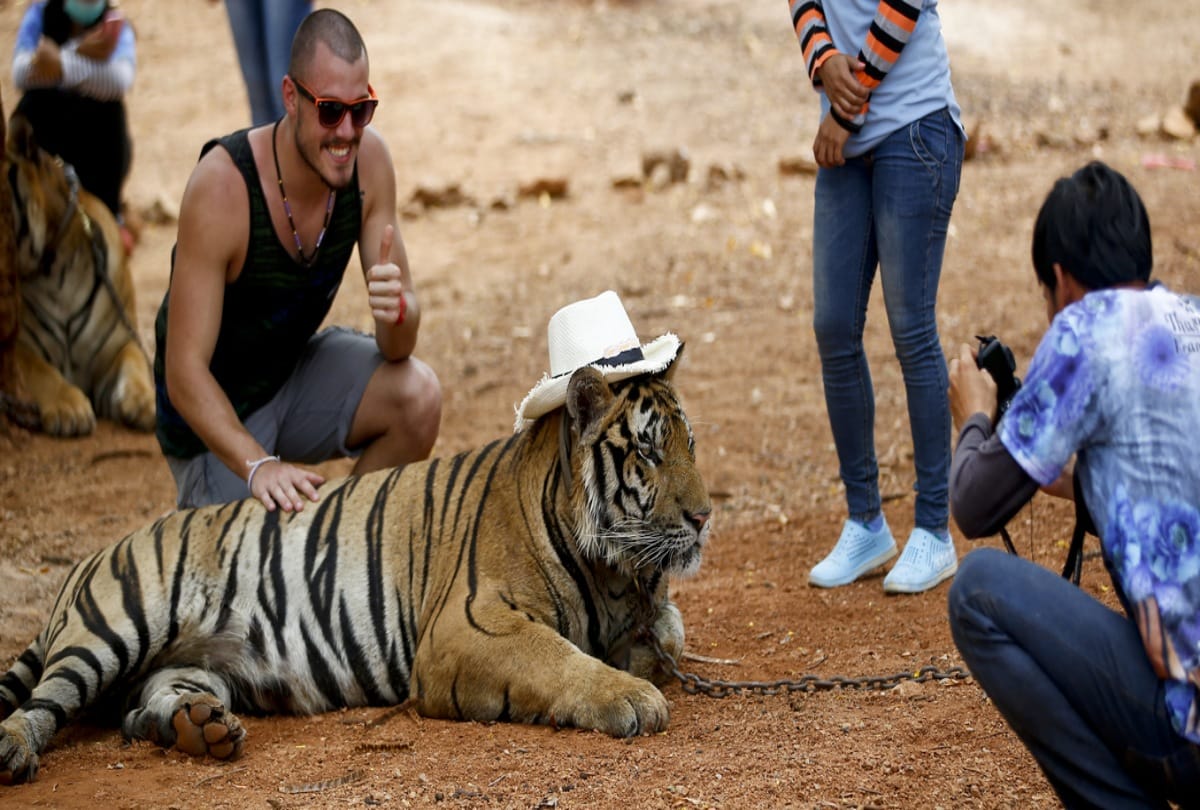 Know the story of Tiger Temple in Thailand