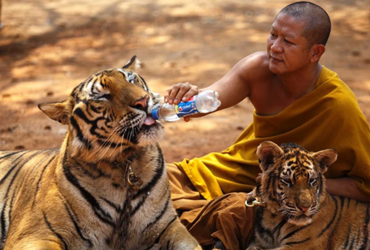 Know the story of Tiger Temple in Thailand