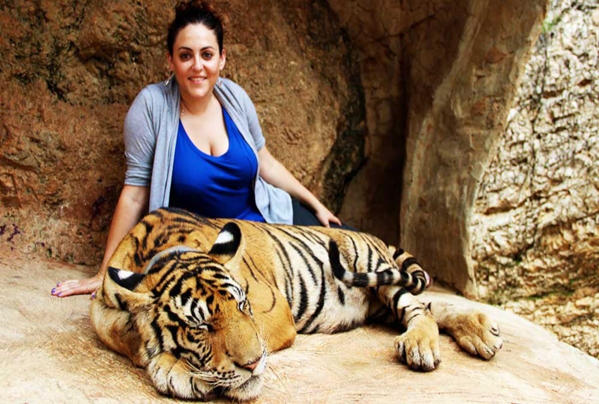 Know the story of Tiger Temple in Thailand