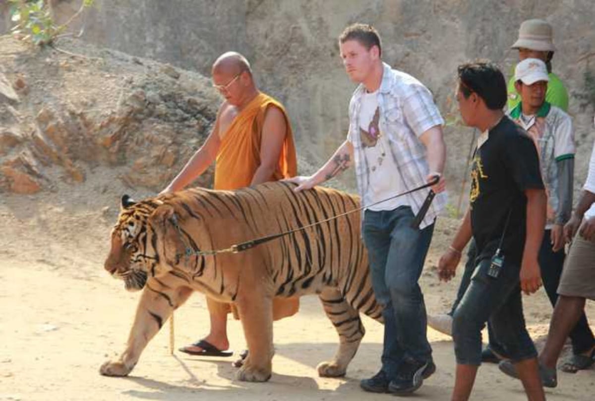 Know the story of Tiger Temple in Thailand