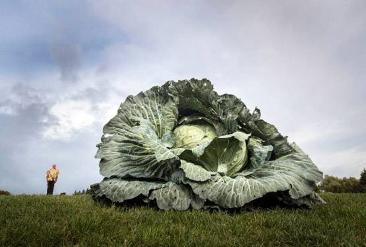 Farmer raised world giant cabbage in Britain