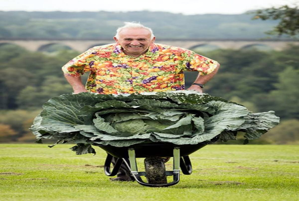 Farmer raised world giant cabbage in Britain