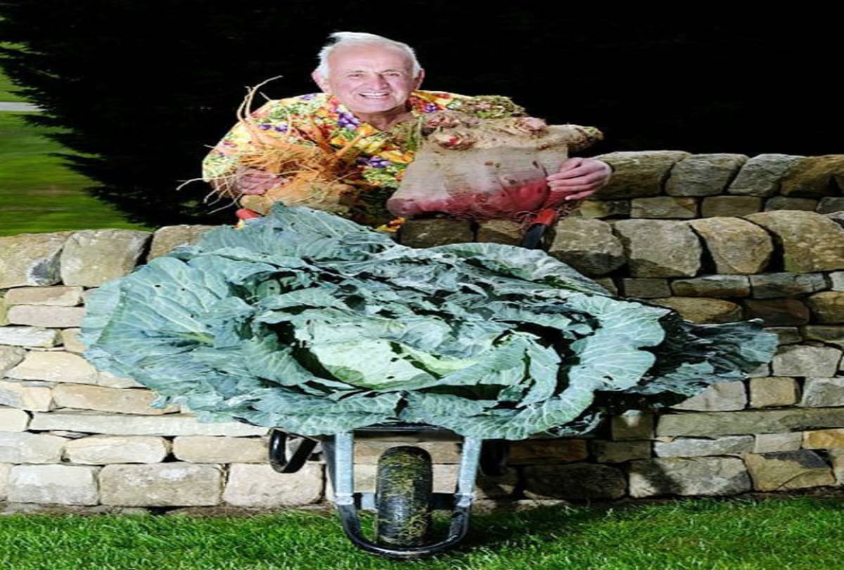 Farmer raised world giant cabbage in Britain