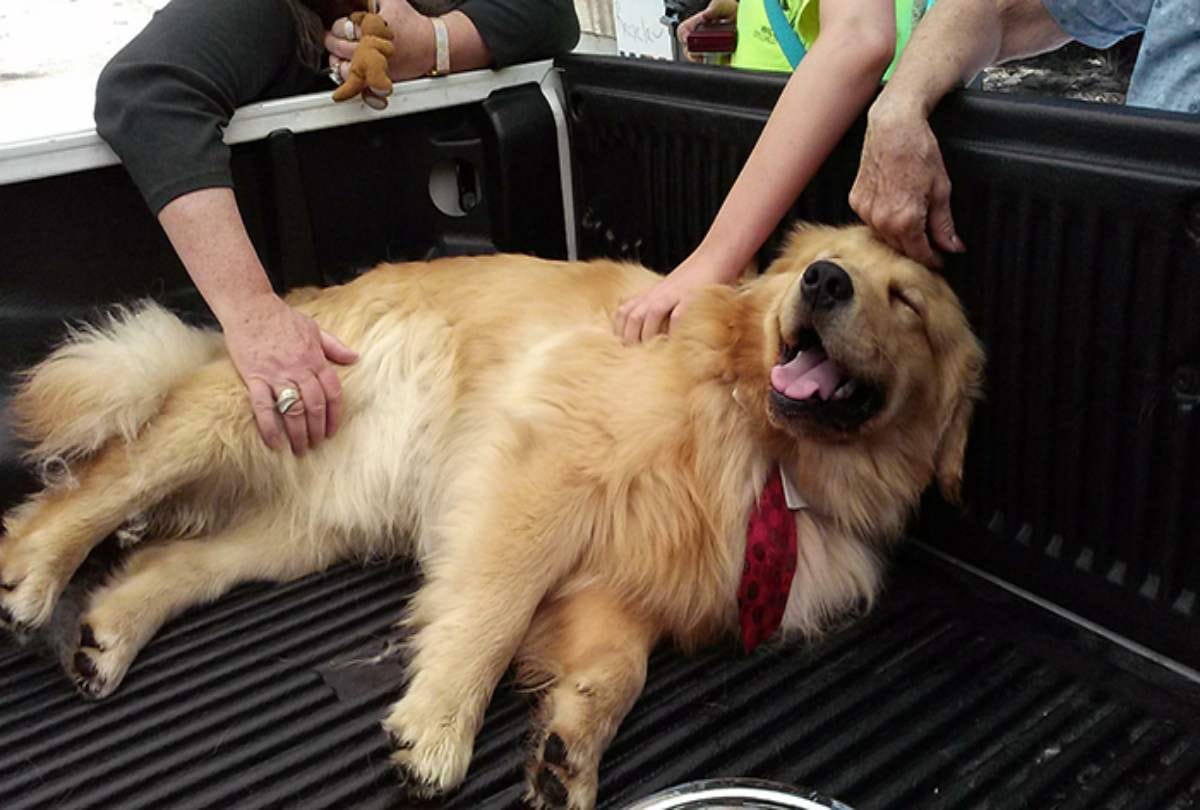 Dog appointed mayor of Idyllwild Town At California In USA
